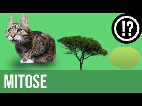 Mitose einfach erklärt