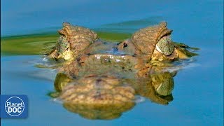 Orinoco Basin. Venezuela - Full Documentary