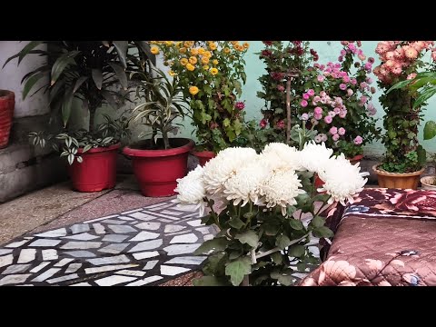 NAVITA HOME GARDEN is live! guldaudi flowers|diy|Home garden 🏡Basant Panchami Live 🌼|
