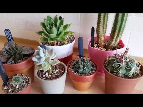 , title : 'A guide to watering Cacti and Succulents for beginners'