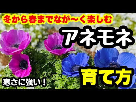 園芸 カーンのアネモネ、花屋のアネモネ