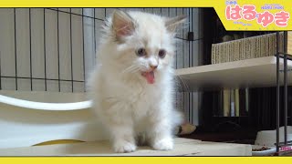 部屋に取り残された子猫は、こういう反応をします【召喚獣はるとゆき】