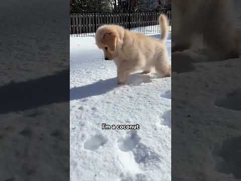 I’m a coconut 🥥 #dog #dogshorts #dogvideos #cutedogs #puppy #cutepets