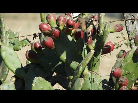 Calandria Real (Mimus triurus) - Esperanza, Santa Fe 8/7/2025 comiendo tunas.