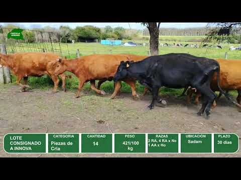 Video del lote L0-000868