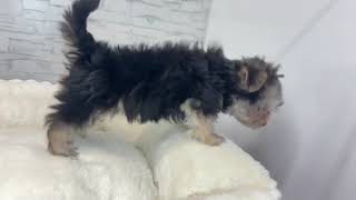 ハーフ犬の動画01