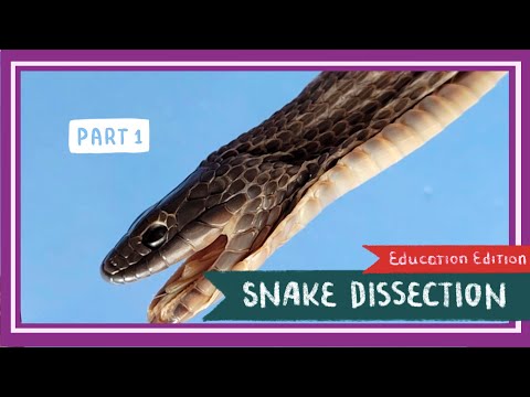 Snake Dissection (Part 1. External Anatomy) || Once Bitten, Twice Shy [EDU]