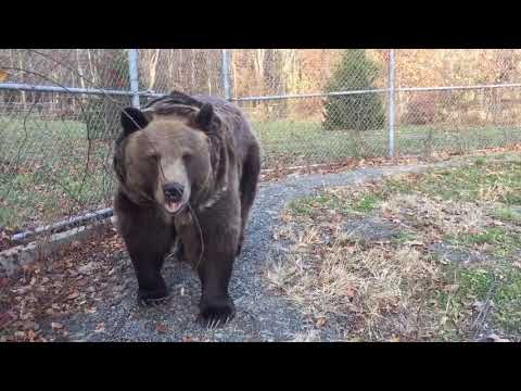 download lagu mp3 mp4 Real Bear Tooth, download lagu Real Bear Tooth gratis, unduh video klip Real Bear Tooth