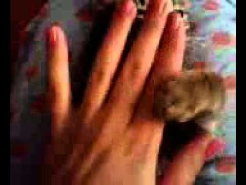 pisica cu personalitate