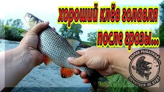 Клев щуки после дождей и грозы