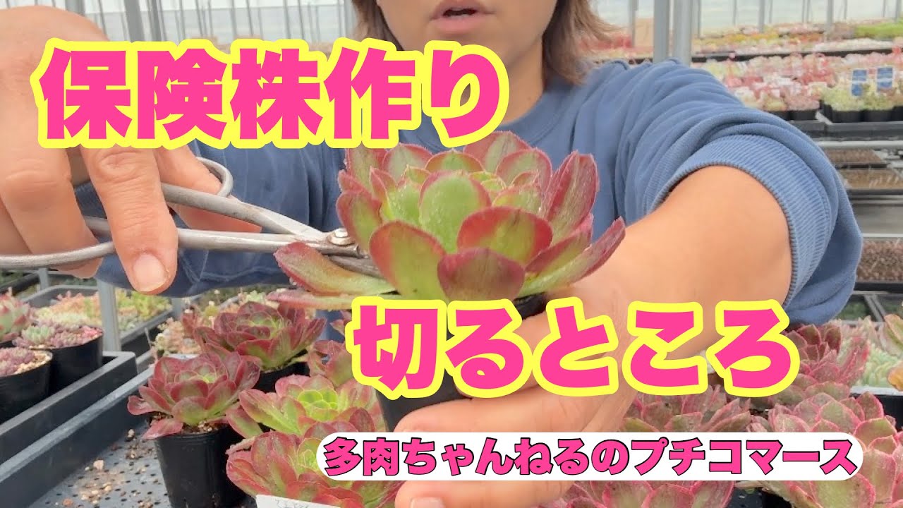 【多肉植物】アエオニウム の保険株作り！切るところはここ❣️2026年4月4日