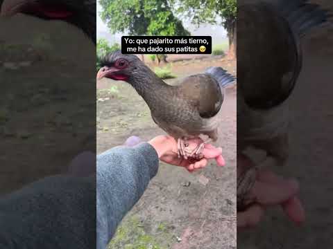 La charata (Ortalis Canicollis) y el palomo