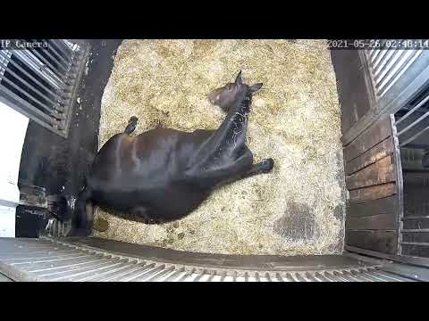 Fohlengeburt;Traumhaftes Stutfohlen von Galaxy aus La Novelle