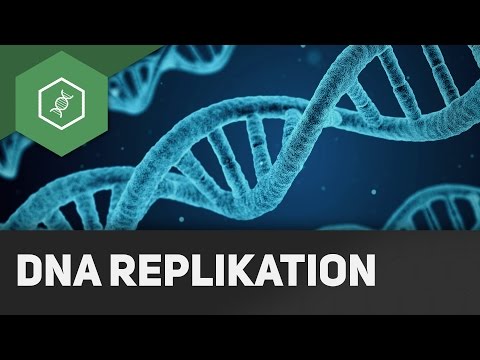 DNA Replikation - Wie funktioniert's?!