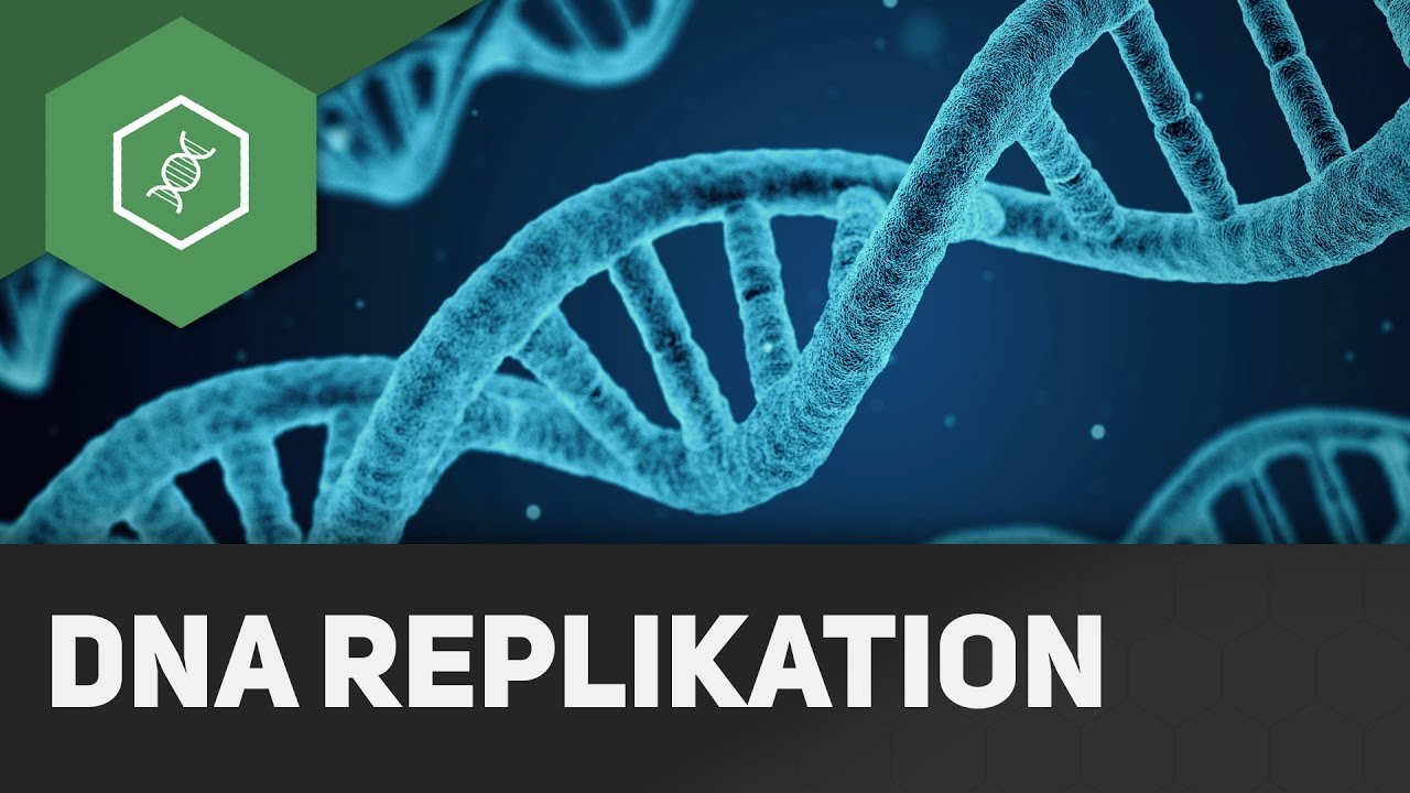 DNA Replikation - Wie funktioniert's!