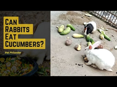 Can Rabbits Eat Cucumbers? They are eating!
