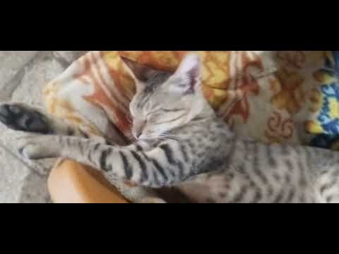 Cat and dogs Dharamrai Kheda Dhar MP Chaturmas in Narmada Parikrama