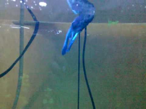my betta fish in a large tank