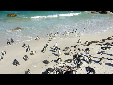 Tučniak okuliarnatý (Spheniscus demersus) — Simon's Town, Južná Afrika