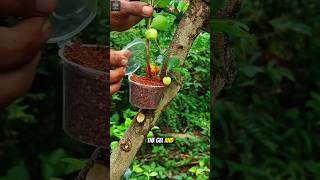 Easy Air Layering Technique | Grow a New Plant from One Branch 🌱#foryou #trending #shorts