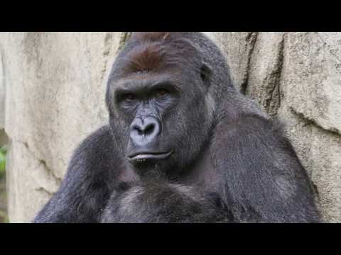 RIP HARAMBE  🦍 TRIBUTE SONG