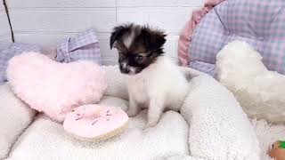 パピヨンの動画01