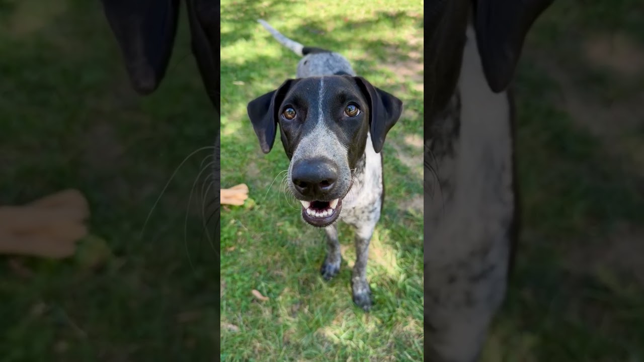 Enlarge Nikki, a Adopted mixed breed in Fort Collins, CO video 6/6
