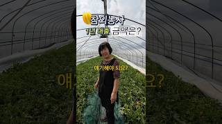 Download lagu 1년 참외농사 매출은?? mp3 Download lagu 1년 참외농사 매출은?? mp3