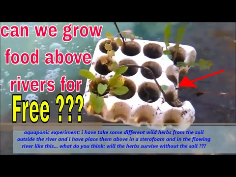 Can we grow our food for free above or inside in flowing rivers??? learning from nature, experiment Video