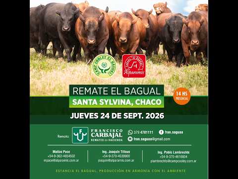 REMATE EL BAGUAL, SANTA SYLVINA - CHACO