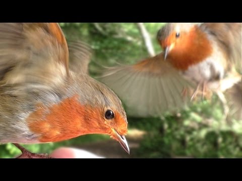 Birds Flying in Slow Motion : Hand Feeding Birds