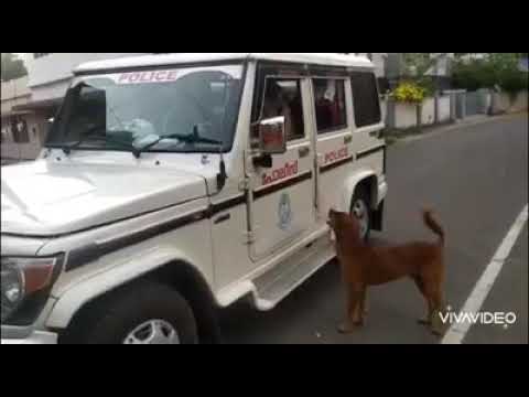 Kerala police giving food to street dog