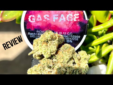 Gas Face Og Strain Allbud