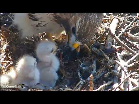 Cornell RTH  'Ezra Chooses MidAfternoon Starling Snack'  3:20 pm  _4.25.13_