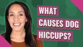 What causes dog hiccups?