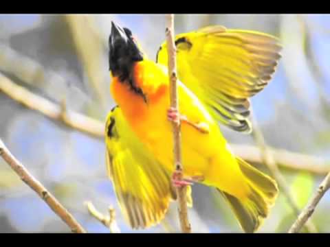 video:Kasese, Uganda Friendship City Delegation