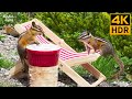 Cat TV for cats to watch 🐱🐶 Cute Chipmunks and Birds on Vacation 🐿 Dog TV 📺 8 Hours(4K HDR)