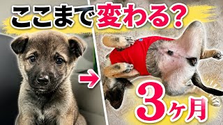     保護犬いとくんの3ヶ月記録｜家族になった日々。