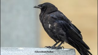 Relax and Spend A Short Time With a Crow