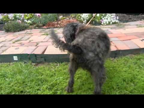 Diana Ross, an adopted Lhasa Apso in Houston, TX_image-1