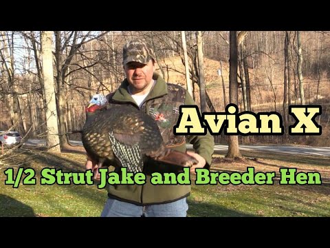 Avian X 1/2 Strut Jake and Breeder Hen Turkey Decoys