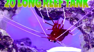 How to setup a 20 gallon long reef tank, post water change update