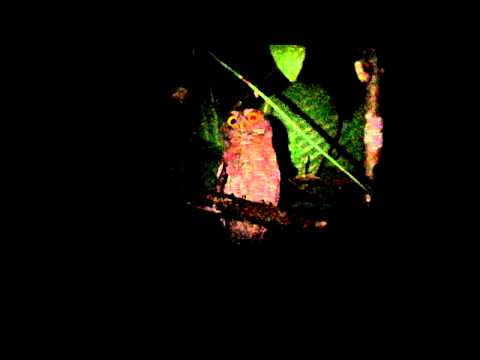 Choco Screech-Owl — Megascops centralis — Canopy Tower, Panama