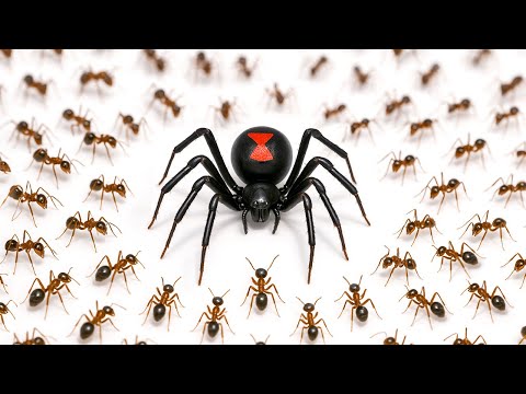 1,000 Ants vs. Black Widow
