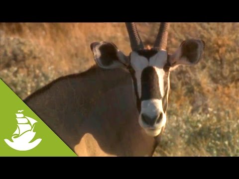 The oryx - A way to stay hydrated