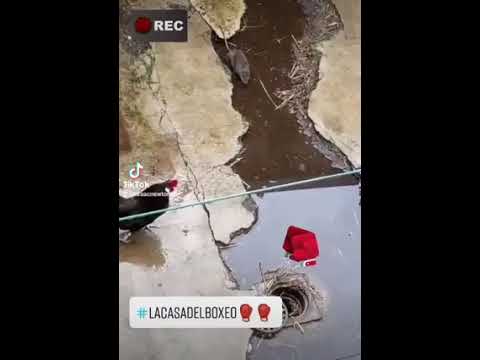 rata(chefsito) vs gallo (Claudio)