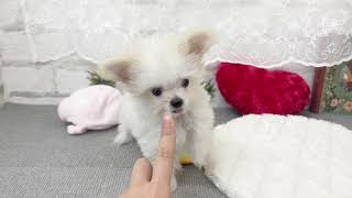 ハーフ犬の動画01