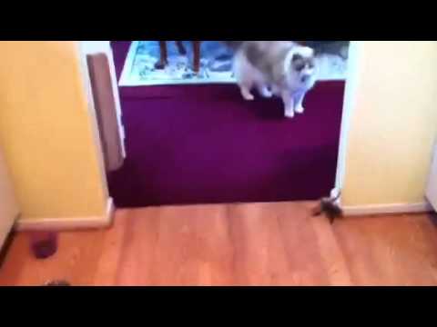Ragdoll Cat Exercises