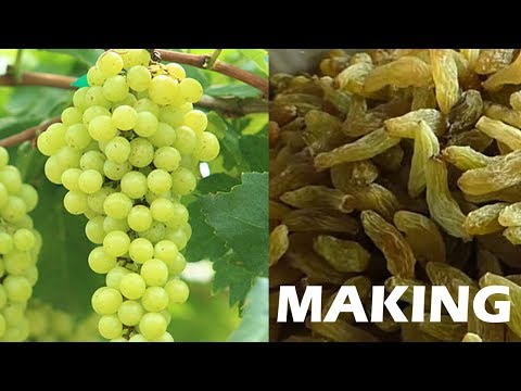 Raisins production process / dry grapes making process