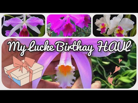 My Lucke Orchideen BIRTHDAY orchid haul 2023